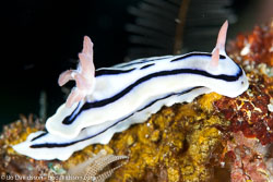 BD-111123-Raja-Ampat-5075-Chromodoris-lochi.-Rudman.-1982-[Loch's-chromodoris].jpg